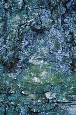 Ağaç kabuğu dokusu