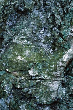 Ağaç kabuğu dokusu