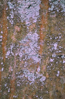 Ağaç kabuğu dokusu