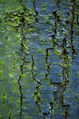 Ağaç kabuğu dokusu