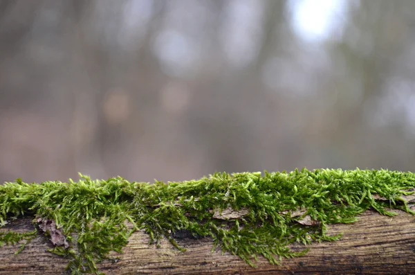 Muschio sul legno — Foto Stock