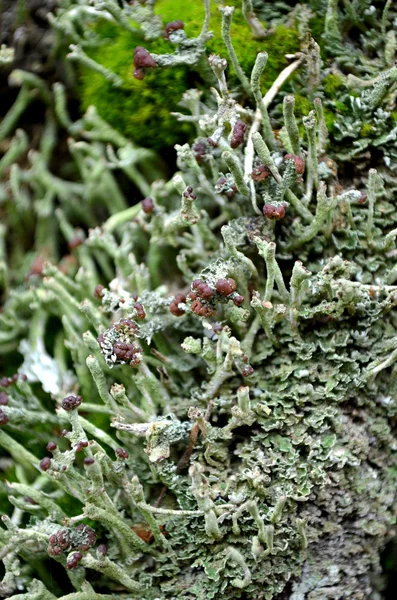 Moss en la madera — Foto de Stock