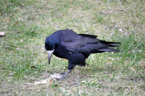 大きな黒いカラス — ストック写真