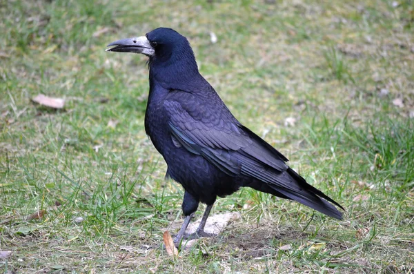 Grande corvo preto — Fotografia de Stock