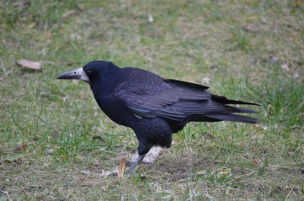 Grande corvo nero — Foto Stock