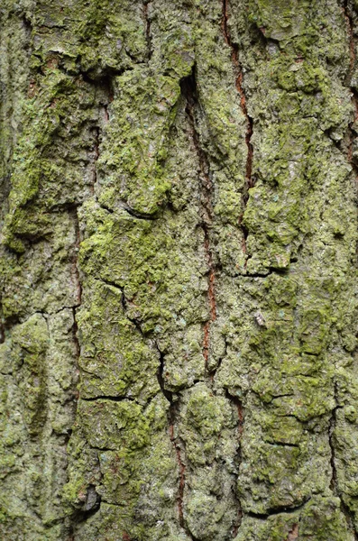 Textura da casca da árvore — Fotografia de Stock