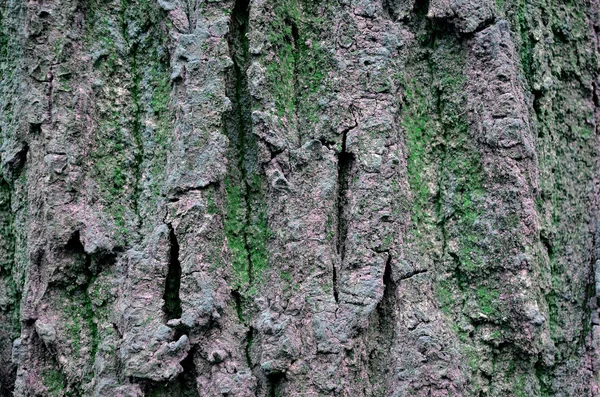 Textura de corteza de árbol — Foto de Stock