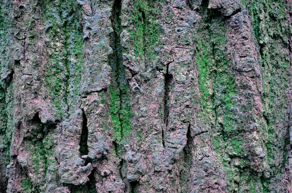 Textura de corteza de árbol —  Fotos de Stock