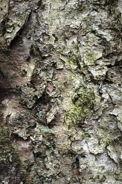 Textura de corteza de árbol — Foto de Stock