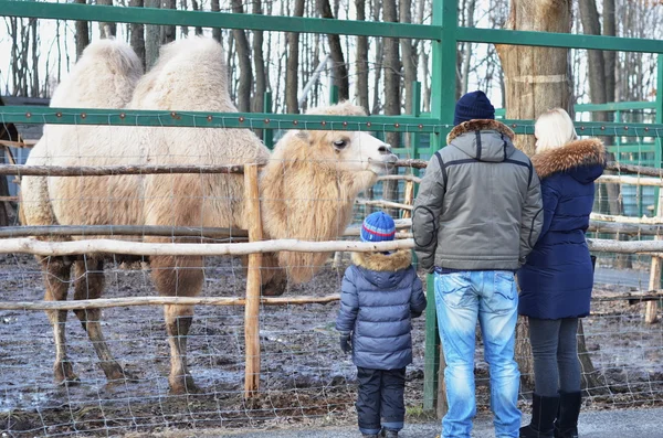 Camello en el zoológico —  Fotos de Stock