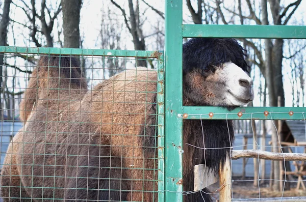 Camel close-up portret — Stockfoto