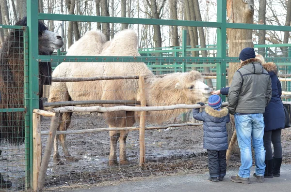 Camello en el zoológico —  Fotos de Stock