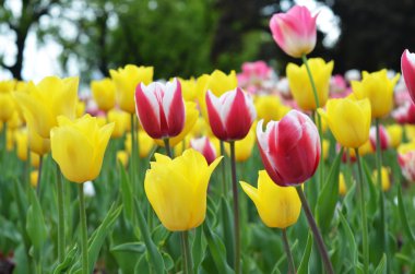 Sarı laleler. lale bahar