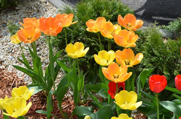 明亮的郁金香花背景 — 图库照片