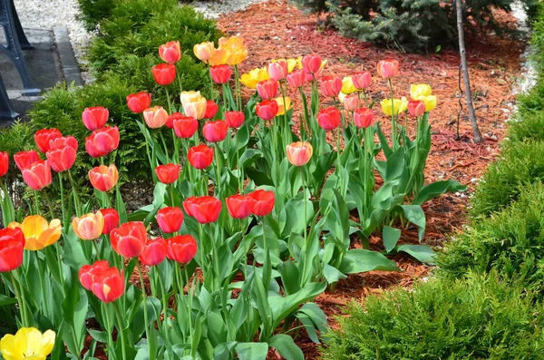 Helle Tulpenblüten Hintergrund. leuchtende Blüten aus nächster Nähe — Stockfoto