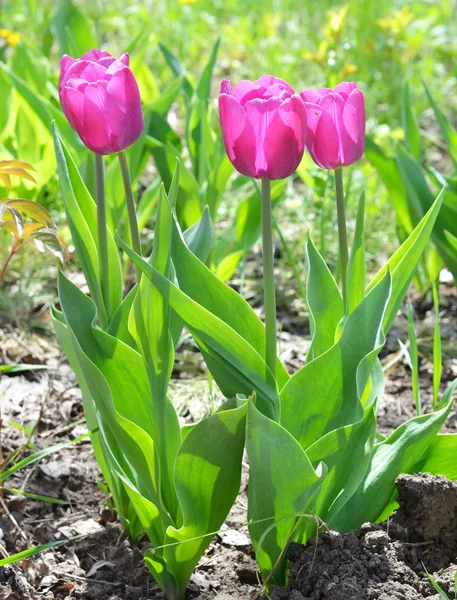Trois tulipes dans un jardin — Photo