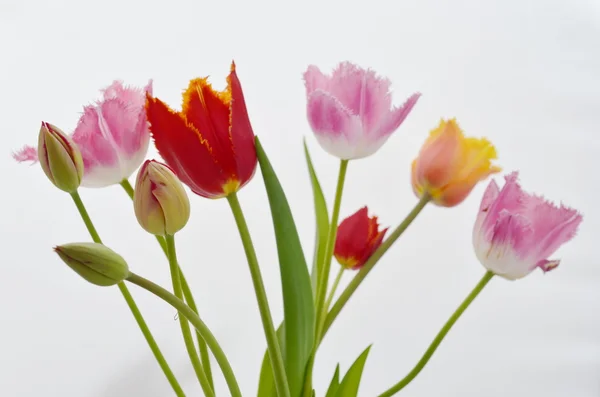 Tulipes dans un bouquet — Photo