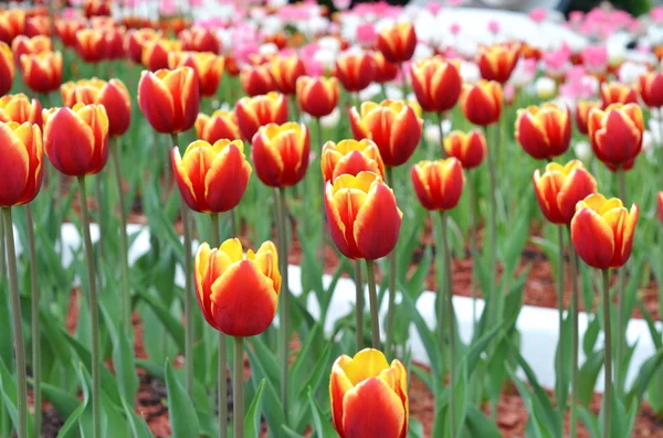Vermelho e amarelo tulipas fundo — Fotografia de Stock