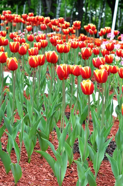 Rote und gelbe Tulpen Hintergrund — Stockfoto