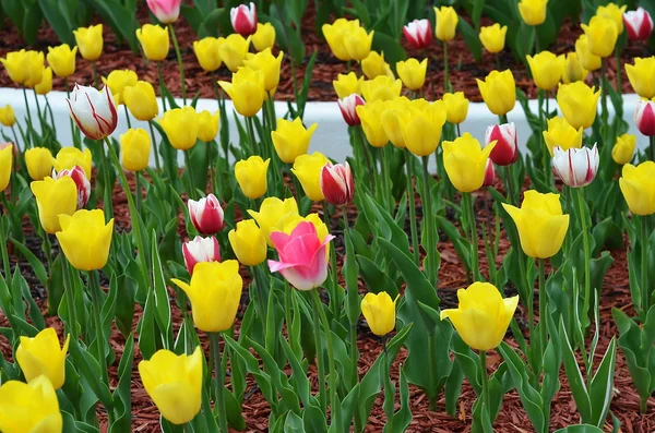 Gelbe Tulpen Hintergrund. Tulpen im Frühling — Stockfoto