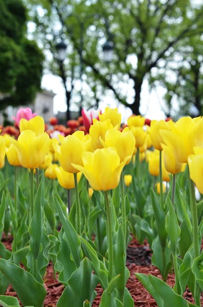 Tulipanes amarillos. tulipanes en primavera — Foto de Stock