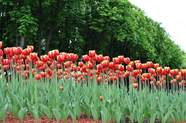 Tulpe. Bunte Tulpen. Tulpen im Frühling, bunte Tulpen — Stockfoto