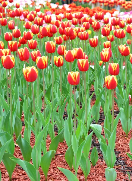 Tulipas coloridas fundo close-up — Fotografia de Stock