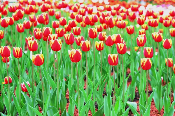 Tulipan. kolorowe tulipany. Tulipany w tulipan wiosna, kolorowe — Zdjęcie stockowe