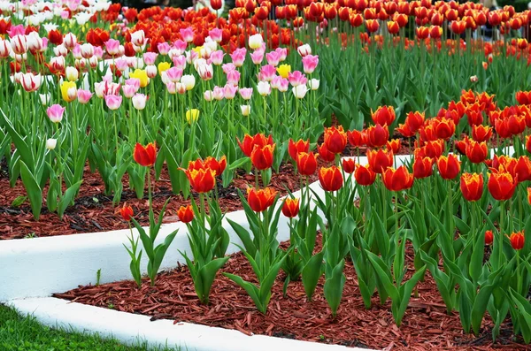 Tulpe. Bunte Tulpen. Tulpen im Frühling, bunte Tulpen — Stockfoto