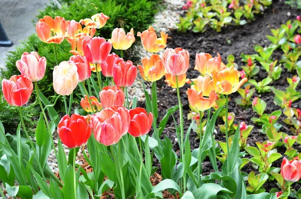 Tulipan. kolorowe tulipany. Tulipany w tulipan wiosna, kolorowe — Zdjęcie stockowe