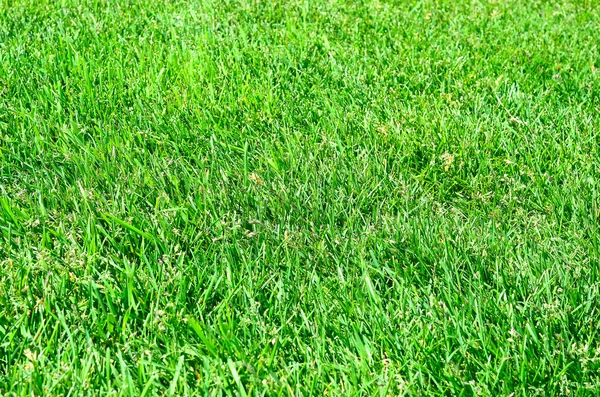 Zielona trawa tło. Element konstrukcyjny. — Zdjęcie stockowe