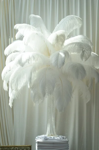 Plumas blancas como decoración — Foto de Stock