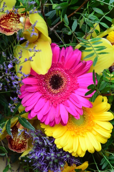 Fundo da flor com flores coloridas de verão — Fotografia de Stock