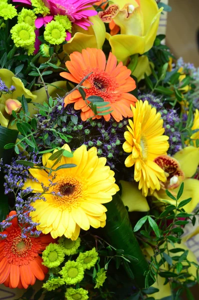 Květinové pozadí s barevnými letničkami — Stock fotografie
