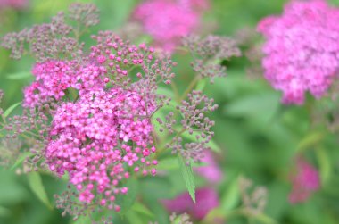 Çiçekli pembe yaz, portre, çiçek arka plan bulanıklık