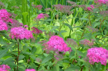 Çiçekli pembe yaz, portre, çiçek arka plan bulanıklık