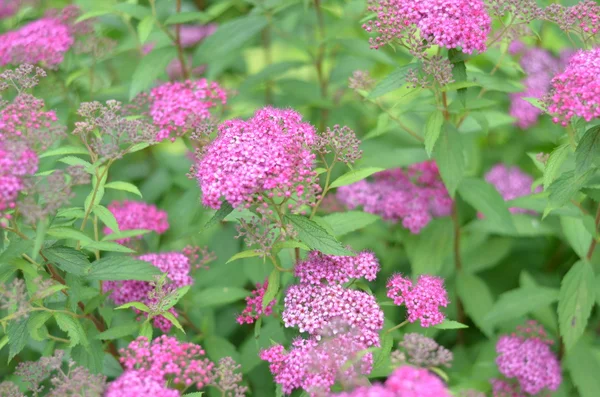 Blume Hintergrund mit rosa Sommerblumen, Nahaufnahme, Unschärfe — Stockfoto