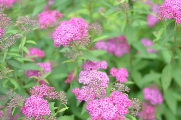 Fondo de flores con flores rosadas de verano, primer plano, desenfoque —  Fotos de Stock