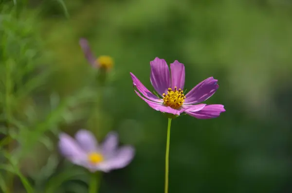 Cosmos rosa Flor —  Fotos de Stock