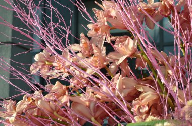 Pembe orkide çiçekleri yakın çekim arka plan