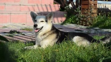 köpek çimenlerde dinlenme ve başını sallayarak