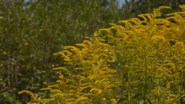 Doğa manzarası. Sarı çiçekler ve rüzgarda hareket eden yeşil ağaçlar.