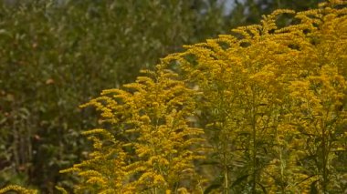 Doğa manzarası. Sarı çiçekler ve rüzgarda hareket eden yeşil ağaçlar.