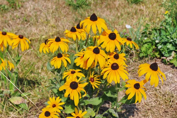 Gelbe große Blüten — Stockfoto