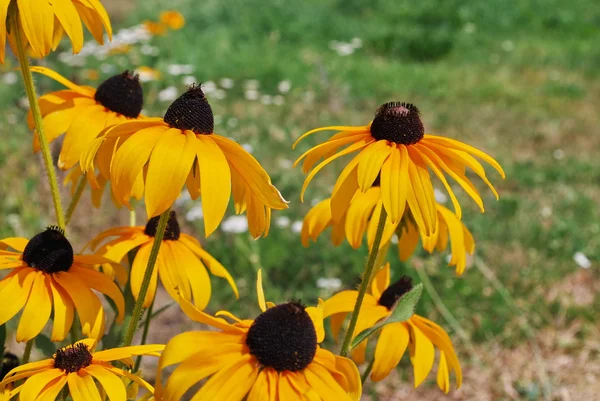 Gelbe Sommerblumen — Stockfoto