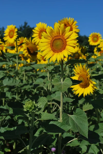 Campo di girasole sopra cielo blu e luci del sole luminose — Foto Stock