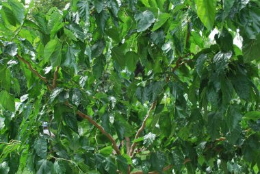 Yeşil doğal peyzaj