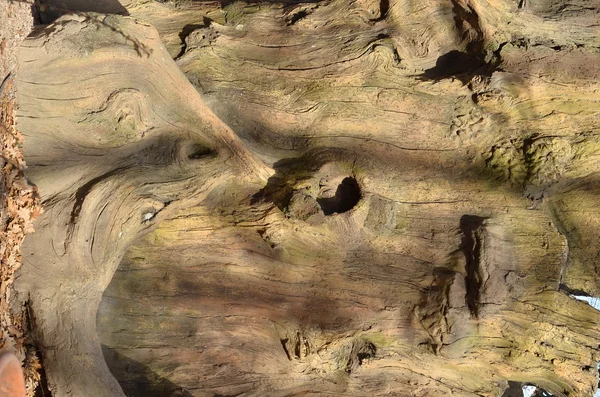 Old tree trunk texture — Stock Photo, Image
