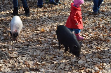 Doğada domuzlar ile oynayan çocuklar