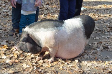 Hamile göbekli domuz, hamile hayvan